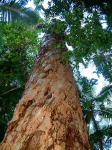 Cajeput Tree