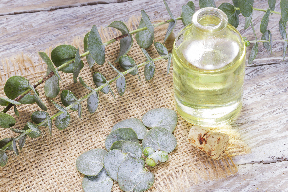 Eucalyptus Oil