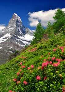 Olbas Herbal Remedies