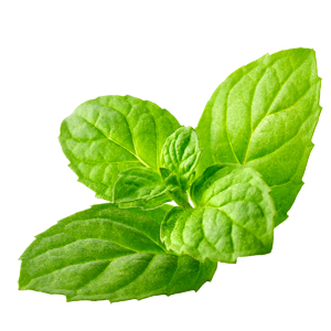 Peppermint - Essential Oil of Peppermint is part of the Olbas formula