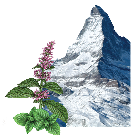 Olbas Herbal Remedies